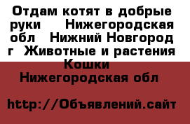 Отдам котят в добрые руки!  - Нижегородская обл., Нижний Новгород г. Животные и растения » Кошки   . Нижегородская обл.